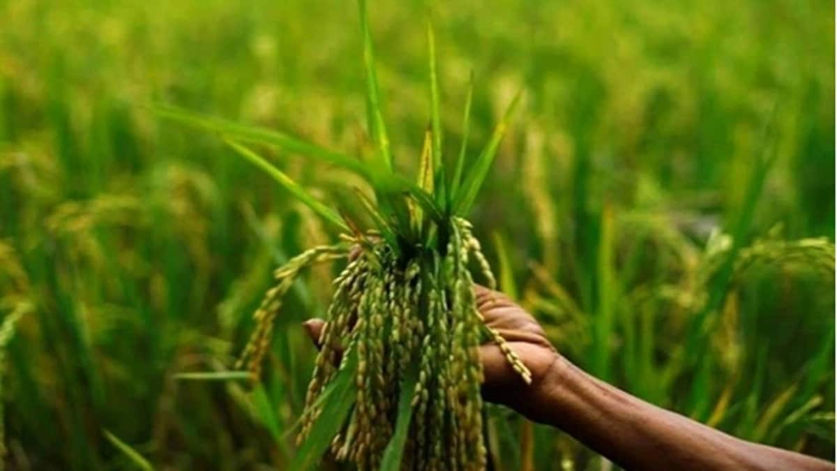 Agricultural, Fertilizer stocks jump as FM Sitharaman announces Agricultural Accelerator in Budget 2023