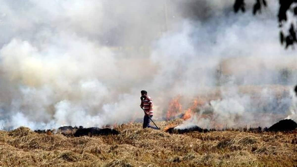 Paddy stubble burning in north India drops by 22%